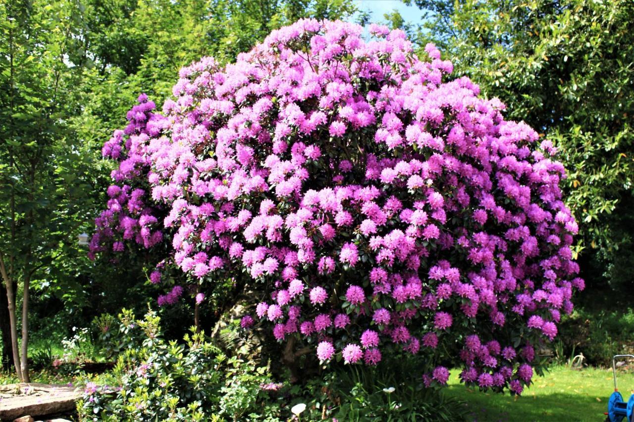 Keryerna Ar C'Haouled "Aux Hortensias" Clevacance Saint-Méen エクステリア 写真